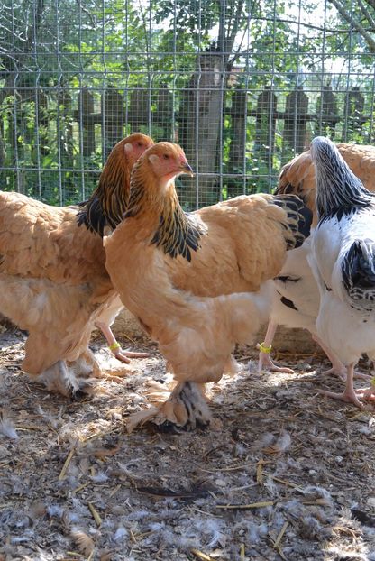 g8 - Brahma Columbia Galben-negru 2017