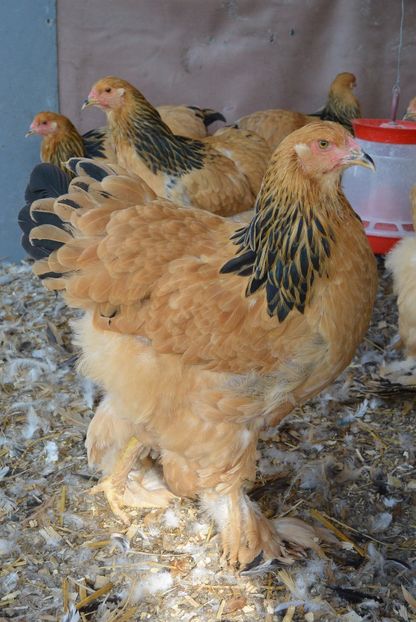 g9 - Brahma Columbia Galben-negru 2017