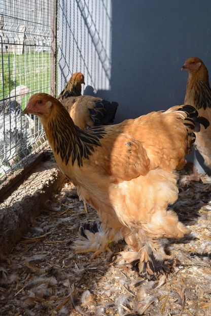 g10 - Brahma Columbia Galben-negru 2017