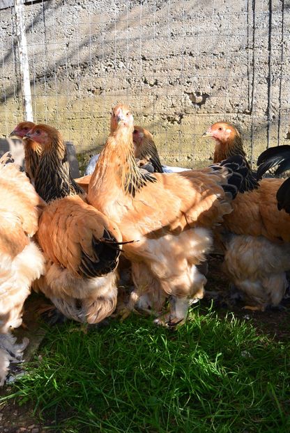 g11 - Brahma Columbia Galben-negru 2017