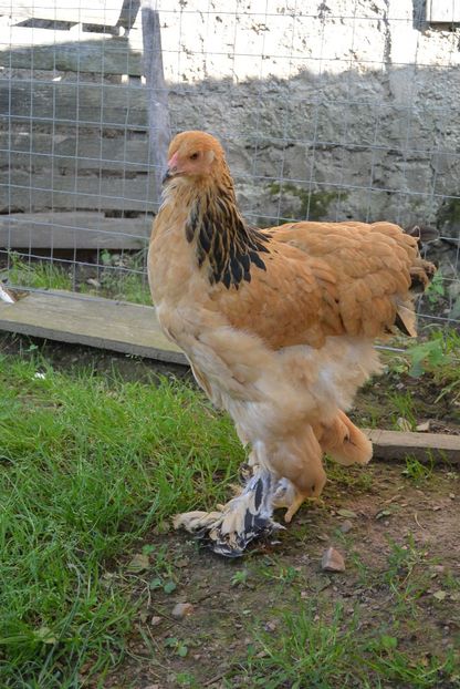 g12 - Brahma Columbia Galben-negru 2017