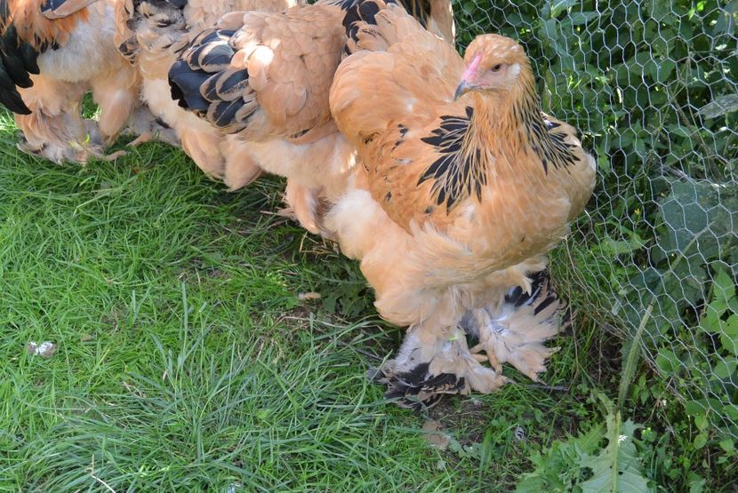 g13 - Brahma Columbia Galben-negru 2017