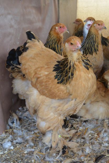 g14 - Brahma Columbia Galben-negru 2017