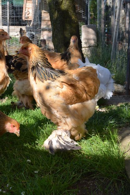 g16 - Brahma Columbia Galben-negru 2017