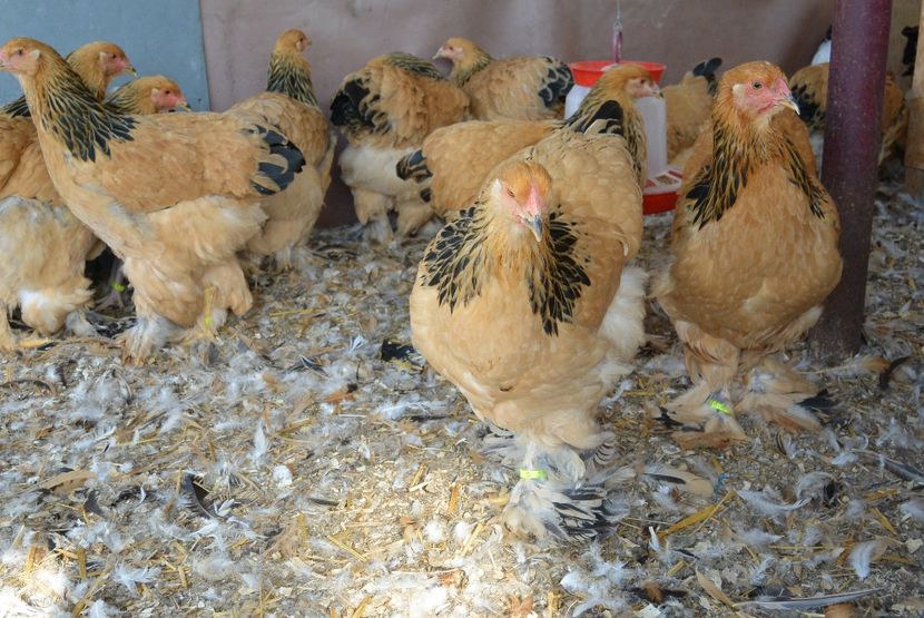 g17 - Brahma Columbia Galben-negru 2017