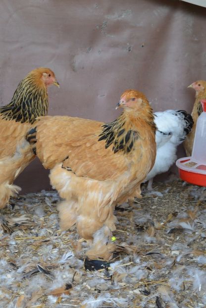 g18 - Brahma Columbia Galben-negru 2017