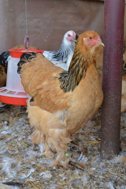 g19 - Brahma Columbia Galben-negru 2017