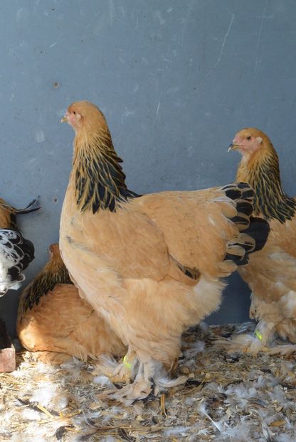 g20 - Brahma Columbia Galben-negru 2017