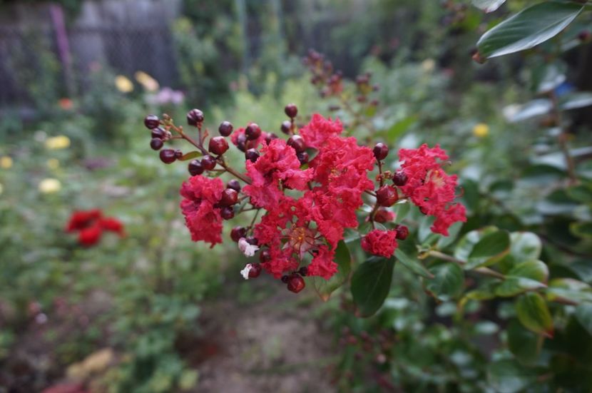  - Lagerstroemia indica