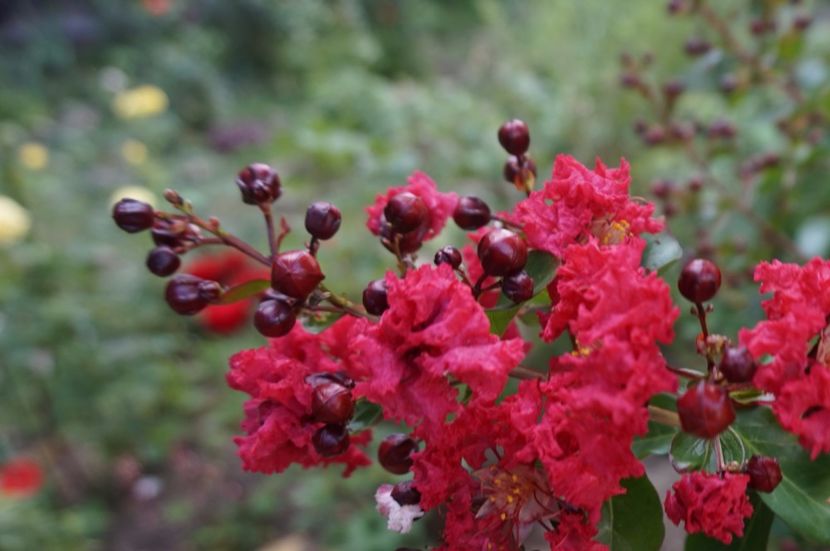  - Lagerstroemia indica