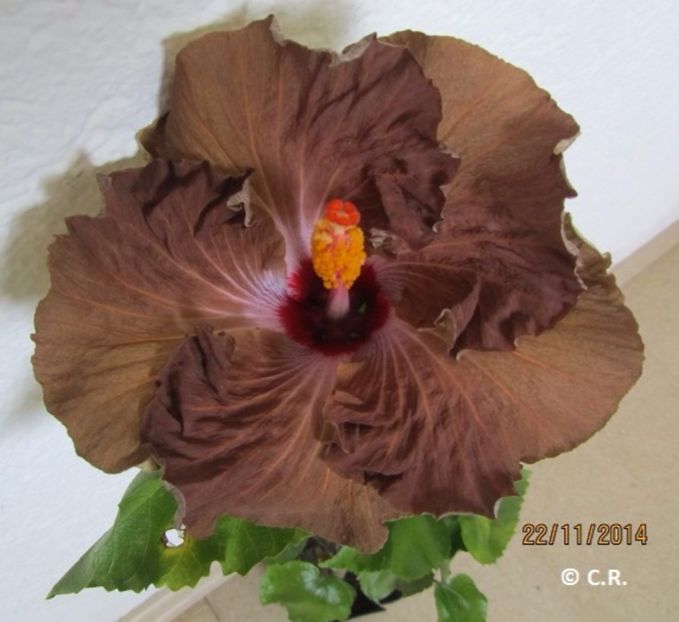 Wallflower - Dorintele mele