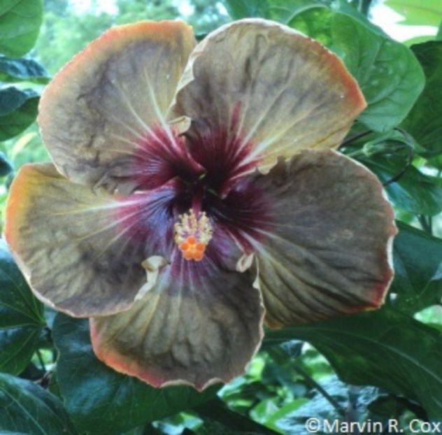 Dream_Weaver - Dorintele mele