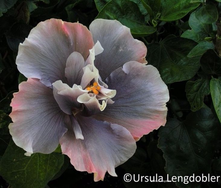 Timeless_Treasure1 - Dorintele mele