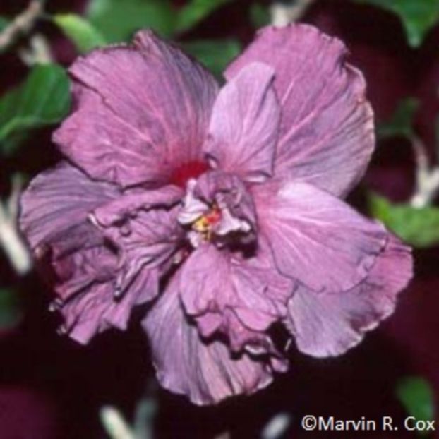 Purple_Bayou - Dorintele mele