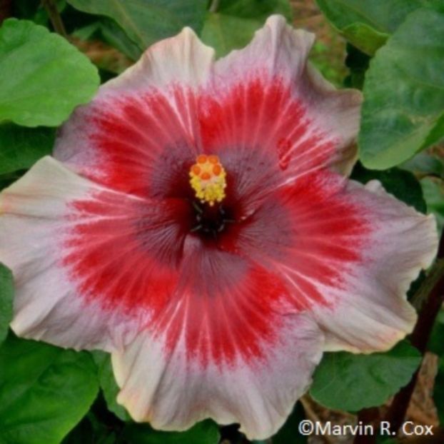 Plum_Pizzazz - Dorintele mele