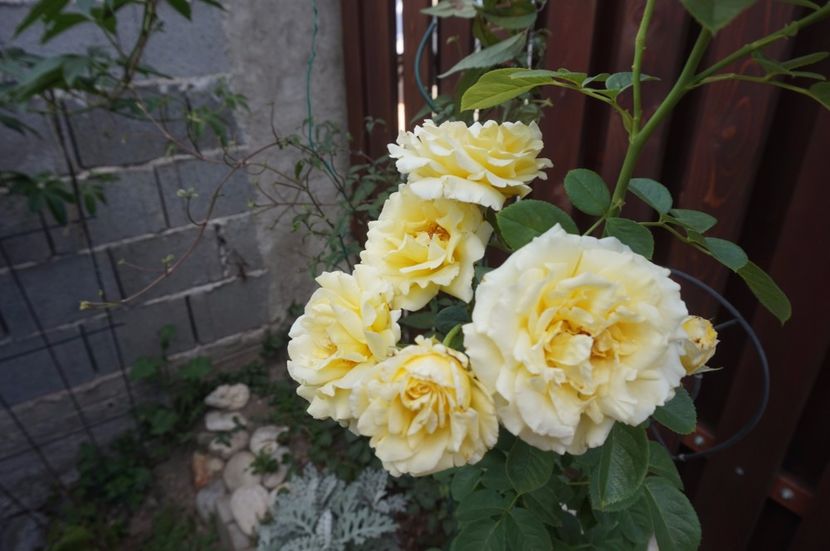  - Cyrano de Bergerac