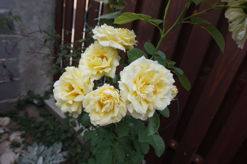  - Cyrano de Bergerac