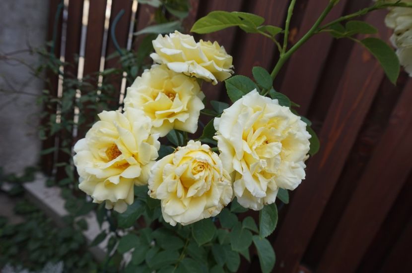  - Cyrano de Bergerac