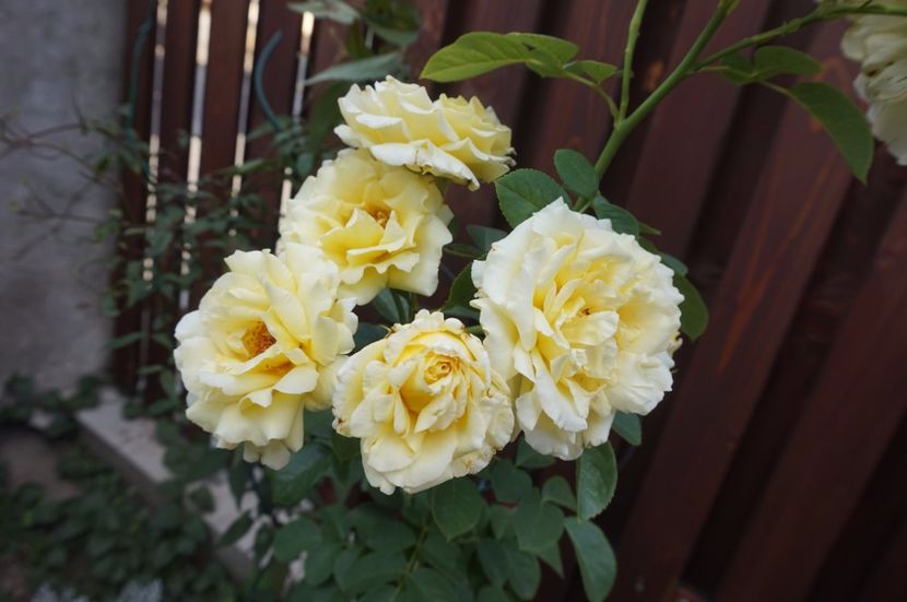  - Cyrano de Bergerac