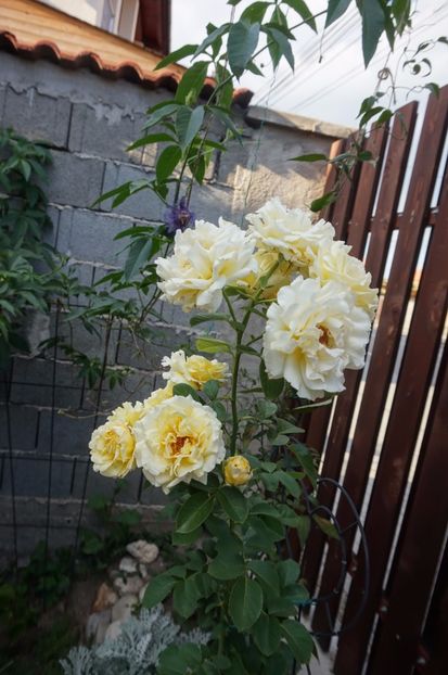  - Cyrano de Bergerac