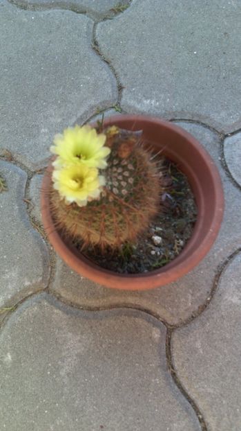 29.07.17 - Cactusi 2015-2020