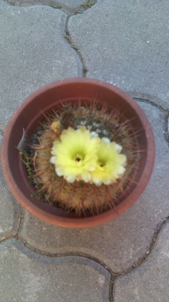  - Cactusi 2015-2020
