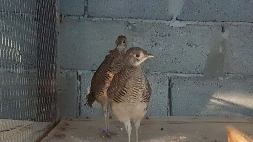 fazani auriu pe rosu tineret 2017 - DE VINZARE 2017