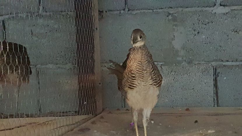 20524359_1919133311658643_1488994202_o - DE VINZARE 2017