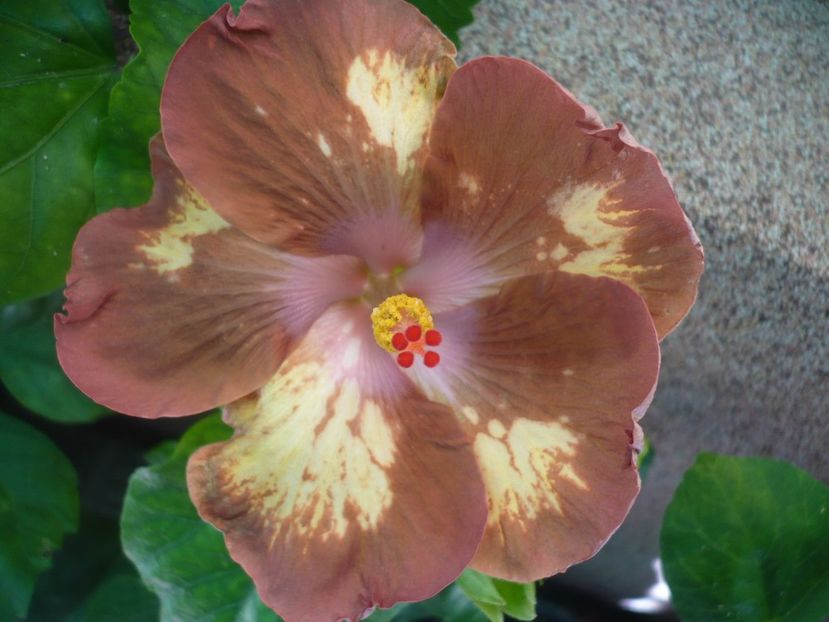 30.07.2017 - HIBISCUSI 2017-2