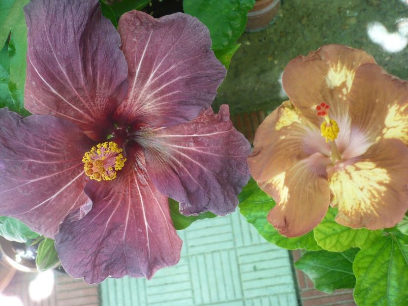 P1330970 - HIBISCUSI 2017-2