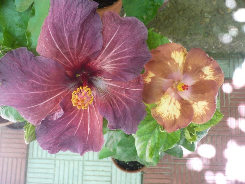 P1330971 - HIBISCUSI 2017-2