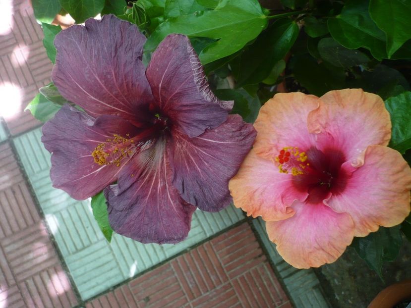 P1330974 - HIBISCUSI 2017-2