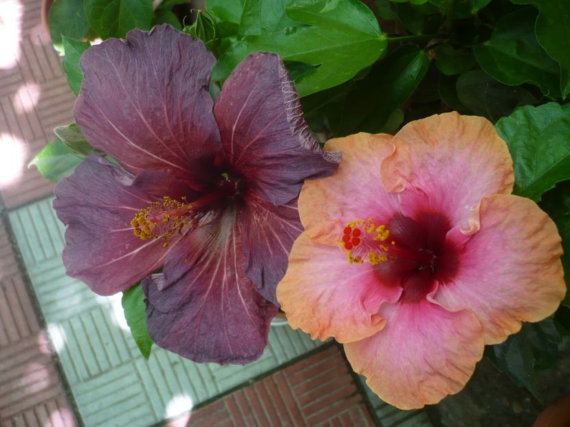 P1330975 - HIBISCUSI 2017-2