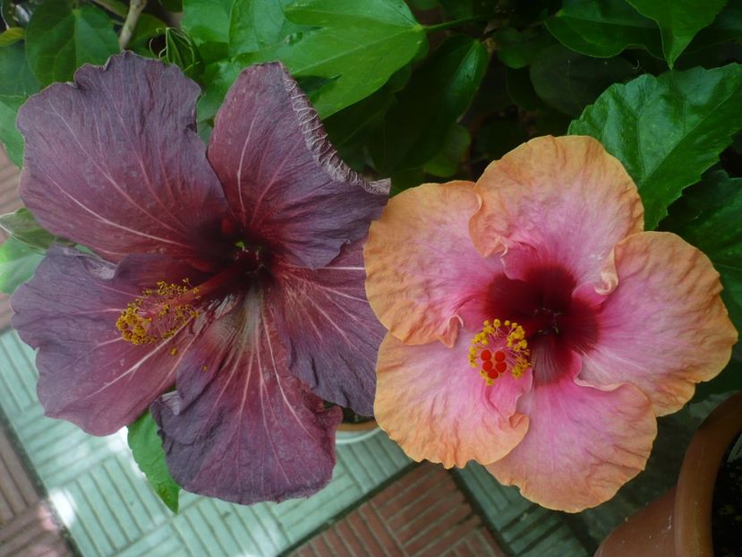 P1330976 - HIBISCUSI 2017-2