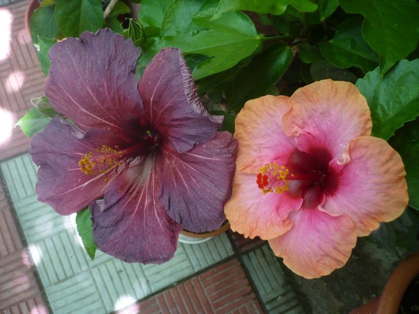 P1330977 - HIBISCUSI 2017-2