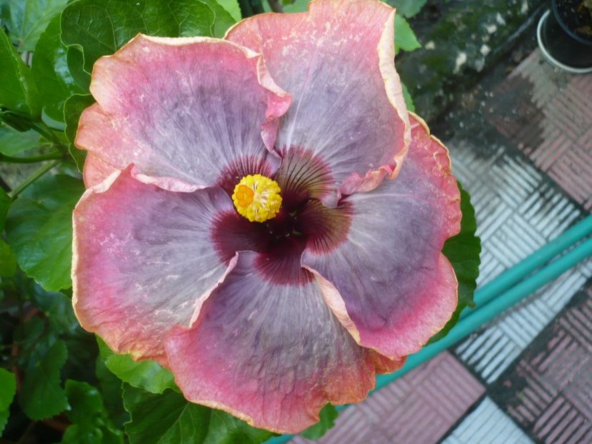 P1330981 - HIBISCUSI 2017-2