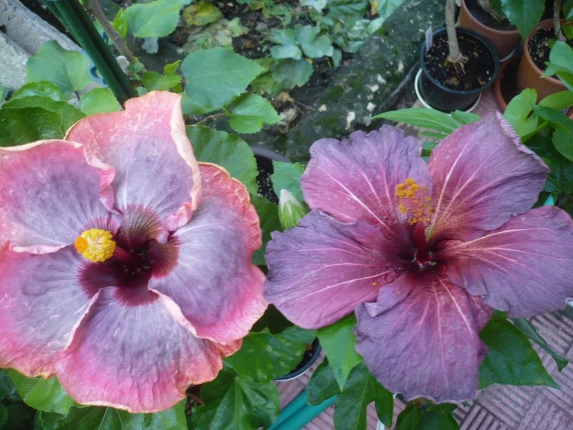 P1330985 - HIBISCUSI 2017-2