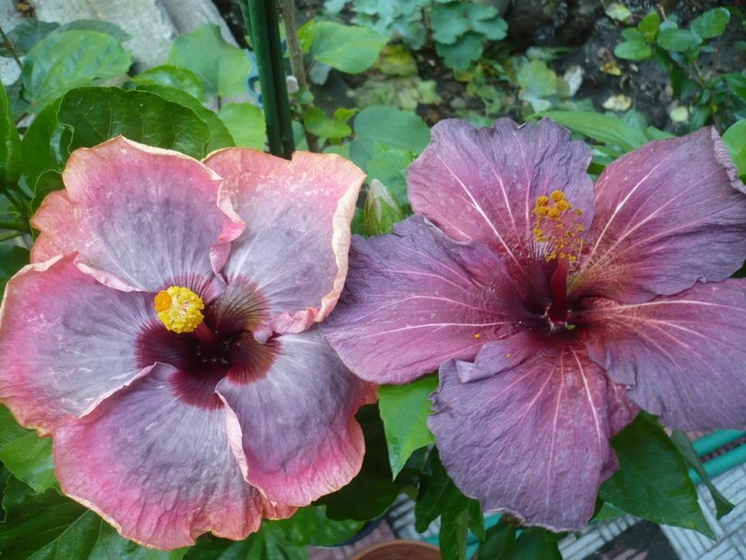 P1330987 - HIBISCUSI 2017-2