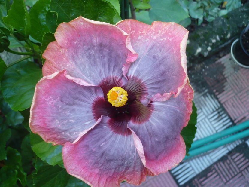 P1330990 - HIBISCUSI 2017-2