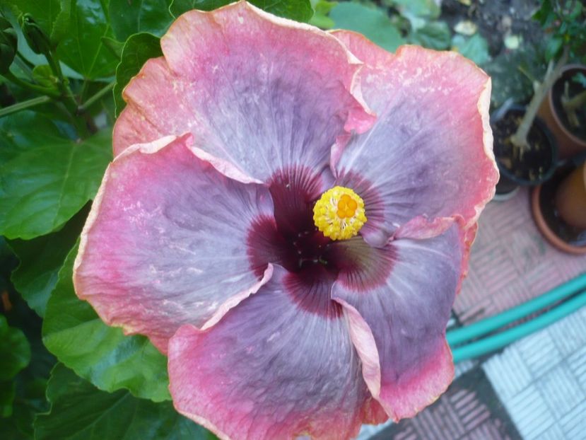 P1330992 - HIBISCUSI 2017-2