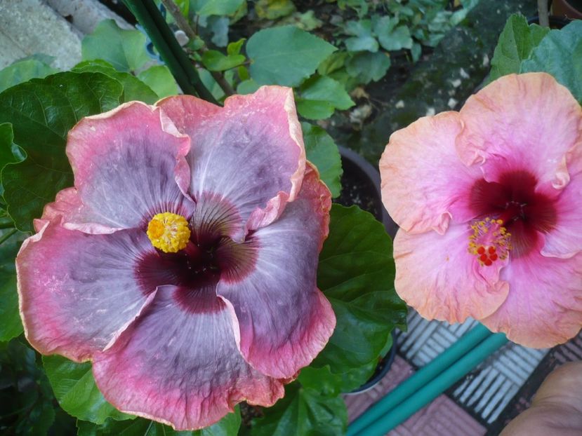 P1330993 - HIBISCUSI 2017-2