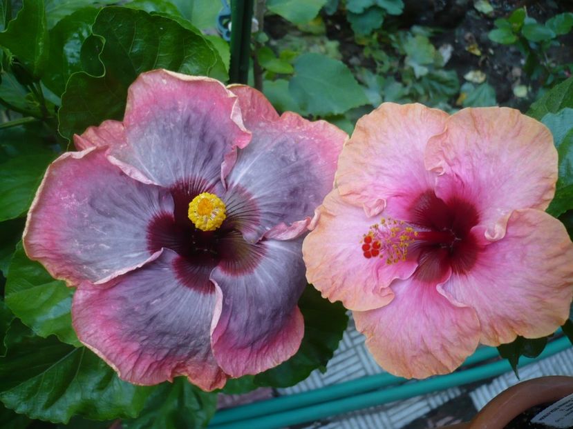 P1330995 - HIBISCUSI 2017-2