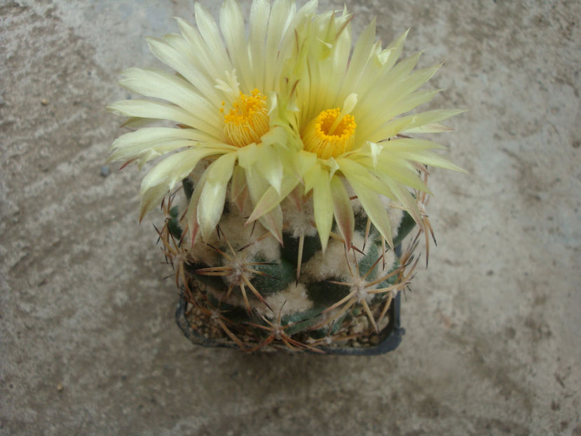 Coryphantha cornifera (DC.) Lem. 1868. - Genul Coryphantha