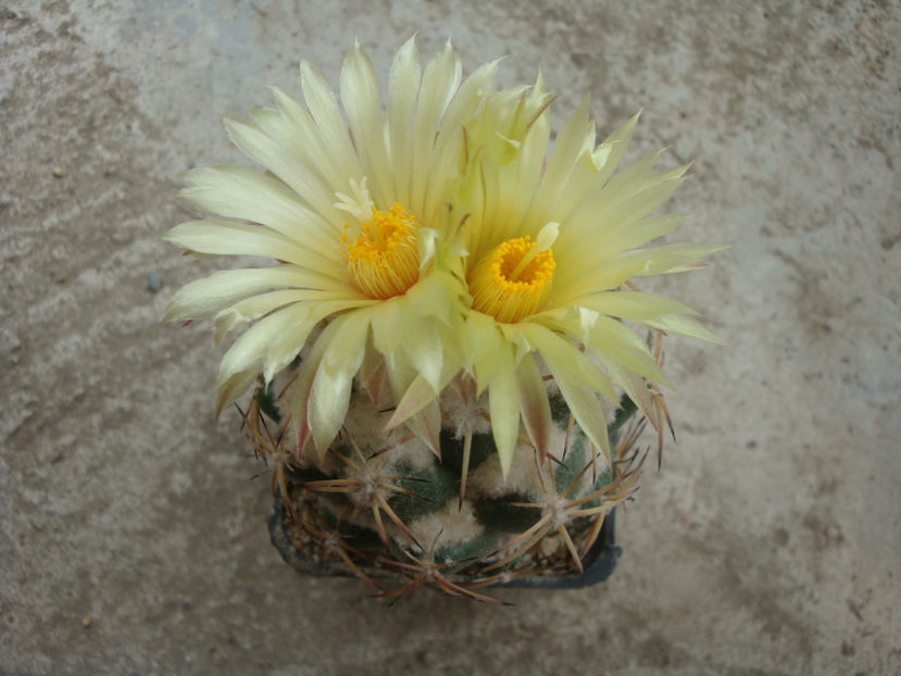 Coryphantha cornifera (DC.) Lem. 1868. - Genul Coryphantha