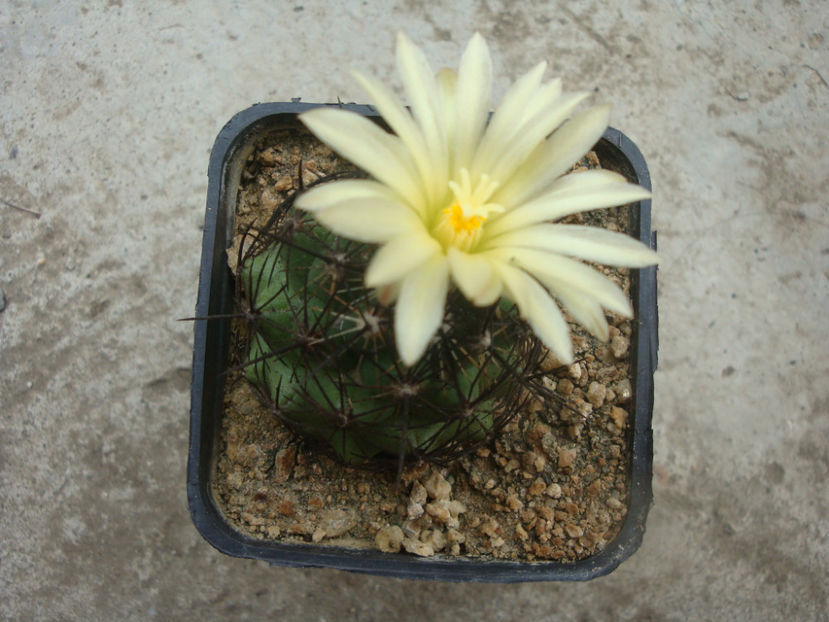 Coryphantha delaetiana (Quehl) A.Berger 1929. - Genul Coryphantha