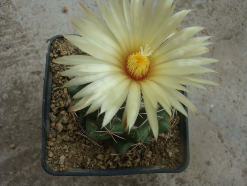 Coryphantha maiz-tablasensis O.Schwarz 1949. - Genul Coryphantha