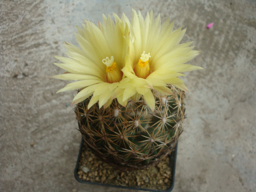 Coryphantha pallida subsp. calipensis (Bravo ex Arias, U.Guzmán & S.Gama) R.F.Dicht & A.D.Lüthy 2000 - Genul Coryphantha