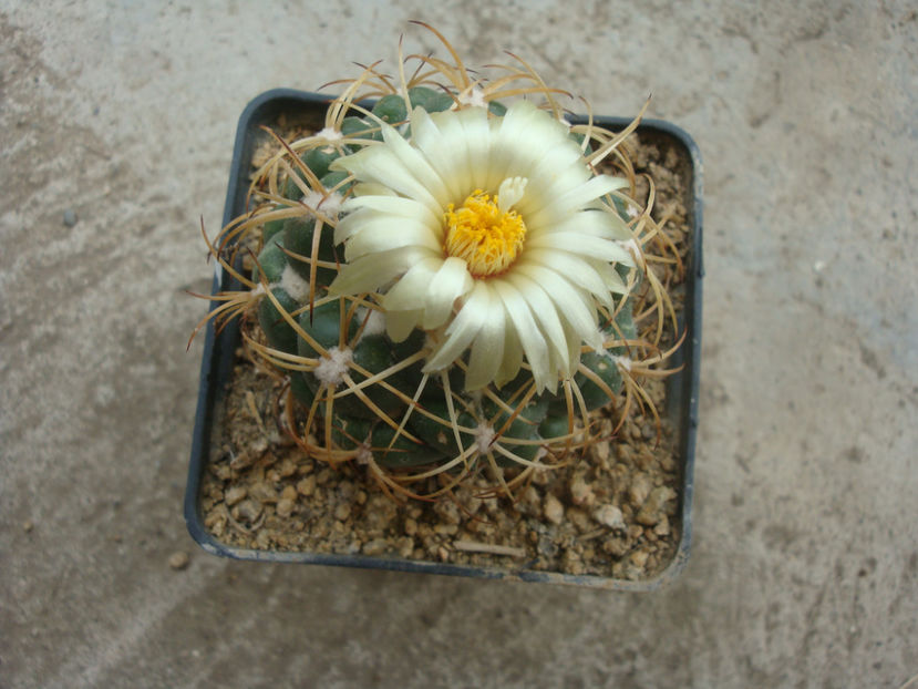 Coryphantha pycnacantha (Mart.) Lem. 1868. - Genul Coryphantha