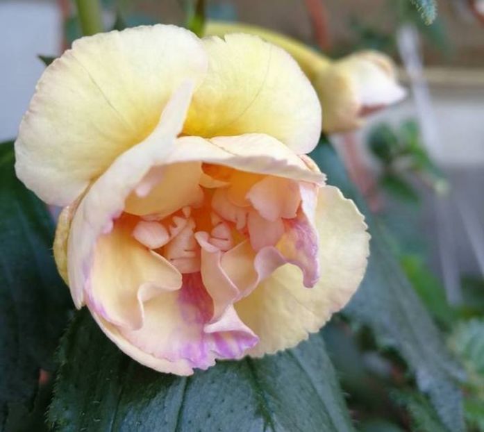 YER - Yellow English Rose