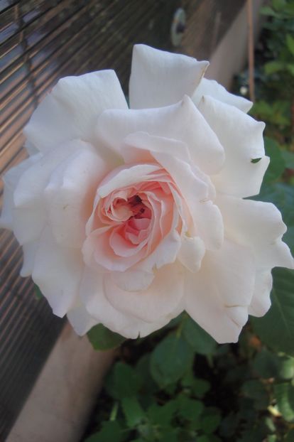  - Alexandra Princesse de Luxembourg